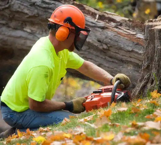 tree services Doyline